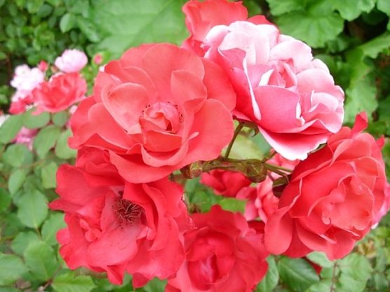 Zeit der Rosen (Foto: Thomas Leipold)