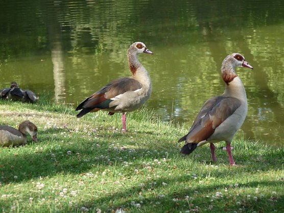 Wer ist denn das? (Foto: Karl-Heinz Herrmann) Wer ist denn das? (Foto: Karl-Heinz Herrmann)