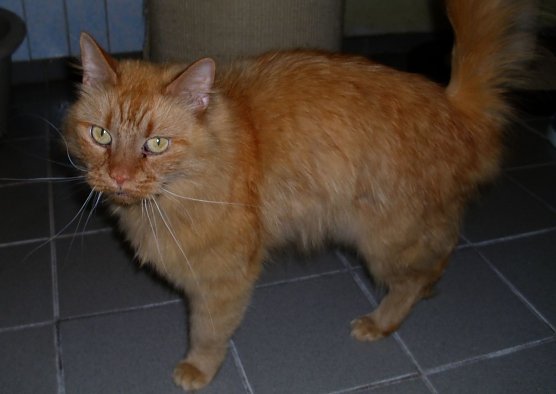 Ike (Foto: C. Knust)