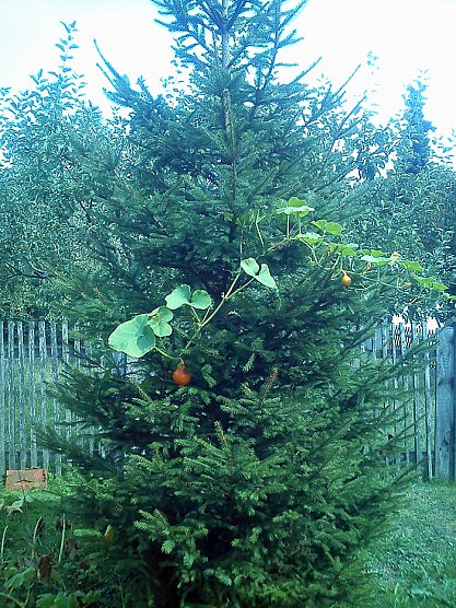 Ist den schon Weihnachten? (Foto: Uwe Vogt) Ist den schon Weihnachten? (Foto: Uwe Vogt)
