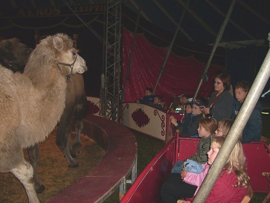 Zikus Aeros (Foto: Karl-Heinz Herrmann)