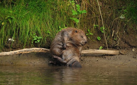 Lebensraum des Bibers (Foto: Klaus) Lebensraum des Bibers (Foto: Klaus)