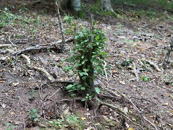 Am Braunsteinhaus (Foto: nnz)