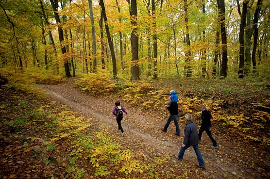 Goldener Herbst in der Hohen Schrecke (Foto: Thomas Stephan)
