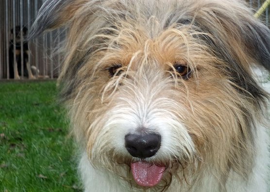 Wuschel (Foto: C. Knust) Wuschel (Foto: C. Knust)