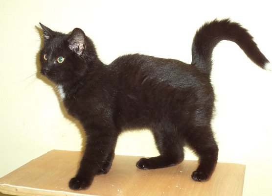 Zorgi (Foto: C. Knust) Zorgi (Foto: C. Knust)