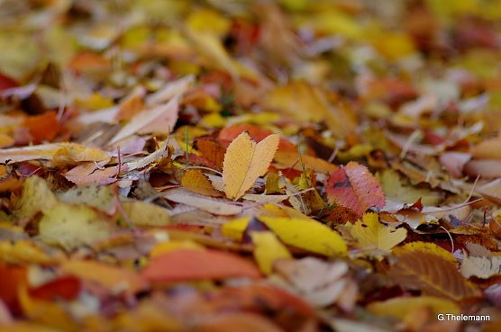 Herbst (Foto: Gernot Thelemann)