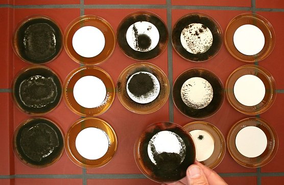 Kampf dem Schimmel (Foto: Stiftung Warentest) Kampf dem Schimmel (Foto: Stiftung Warentest)