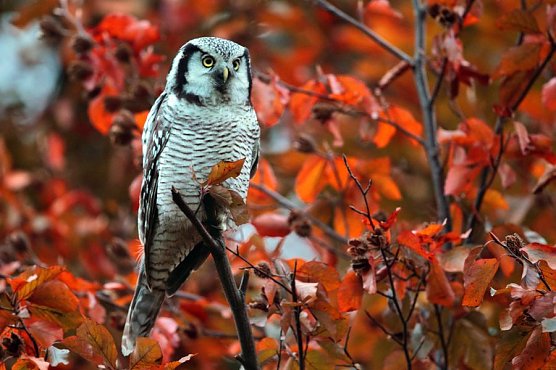 Sperbereule (Foto: Torsten Pr&ouml;hl / fokus-natur.de)