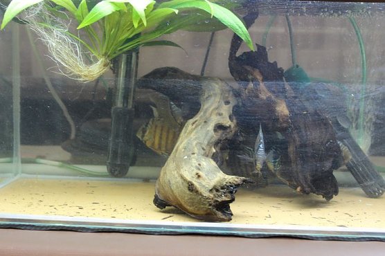 Zierfischbörse und Terrarienbörse... (Foto: Karl-Heinz Herrmann) Zierfischbörse und Terrarienbörse... (Foto: Karl-Heinz Herrmann)