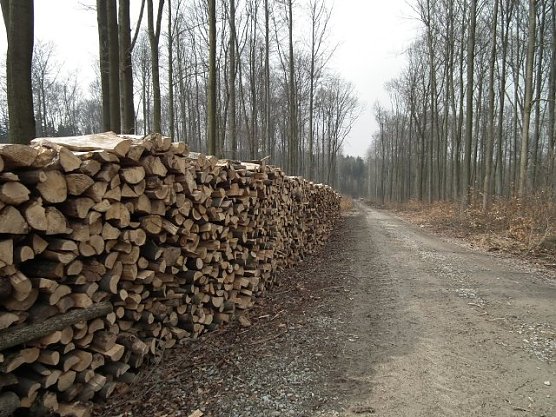 Brennholz am Weg (Foto: Th&uuml;ringenForst)