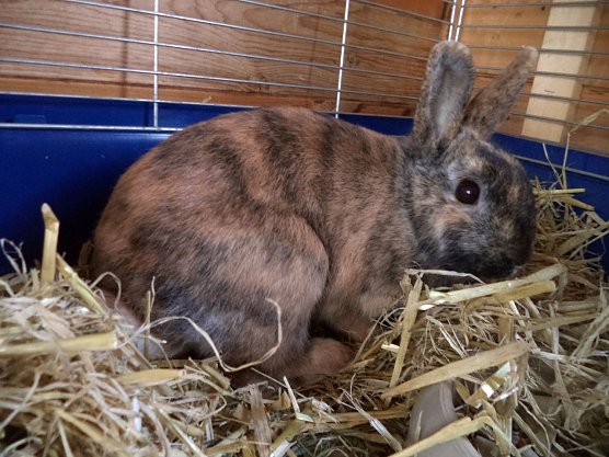 Findelkind (Foto: C. Knust)