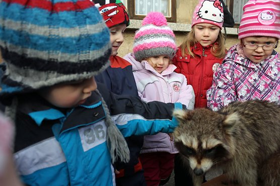 Waschb&auml;ren und Bienen ... (Foto: Kindervilla Bad Frankenhausen)