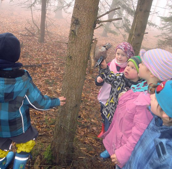 Waschb&auml;ren und Bienen ... (Foto: Kindervilla Bad Frankenhausen)