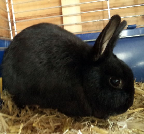 Kein Osterhase (Foto: C. Knust)