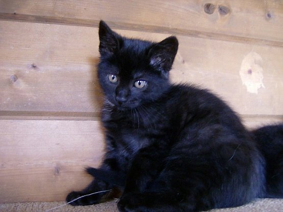 Brief einer Katze (Foto: Gnadenhof Sondershausen)