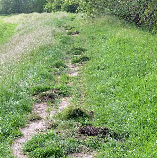 Gro&szlig;e Frechheit (Foto: Privat)