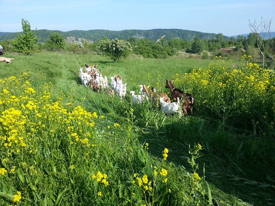 NABU-natürliche Landschaftspfleger (Foto: NABU Kyffhäuserkreis) NABU-natürliche Landschaftspfleger (Foto: NABU Kyffhäuserkreis)