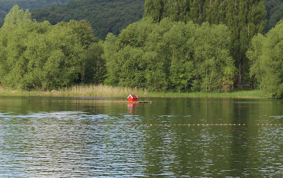 Schwanenhals (Foto: Karl-Heinz Herrmann)