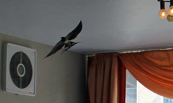 Vogel freundliches Frankenhausen (Foto: Karl-Heinz Herrmann)