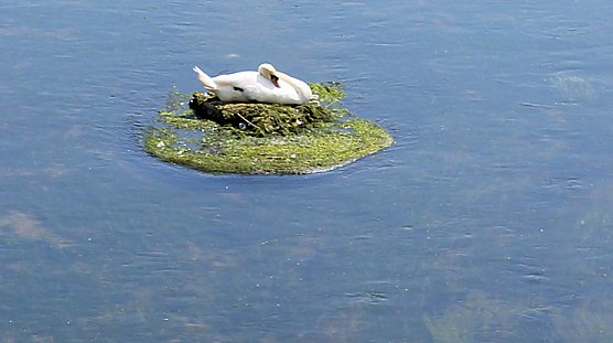 Ruheinsel gefunden (Foto: Karl-Heinz Herrmann) Ruheinsel gefunden (Foto: Karl-Heinz Herrmann)