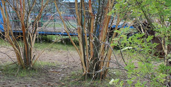 Baumsch&uuml;tzer emp&ouml;rt (Foto: Karl-Heinz Herrmann)