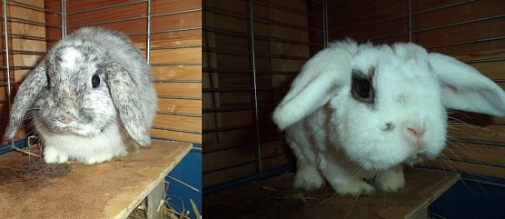 Stubsi und Merlin (Foto: C. Knust)