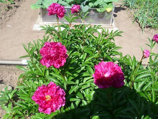 Erste Rosenbl&uuml;te bereits zu Pfingsten (Foto: Thomas Leipold)
