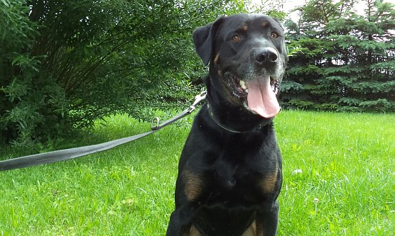 Falko (Foto: C. Knust)