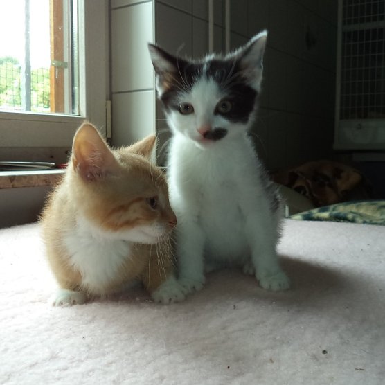 Geschwister Franz und Franzi (Foto: Cornelia Knust)