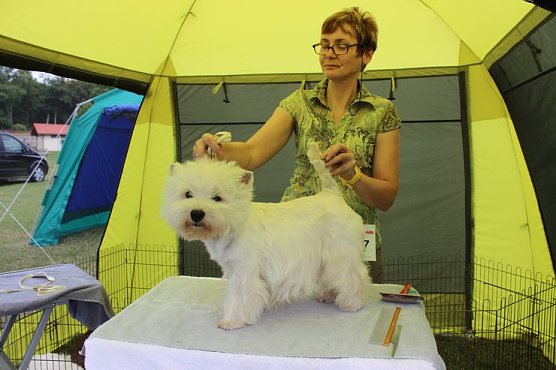 Terrier nichts als Terrier (Foto: Karl-Heinz Herrmann) Terrier nichts als Terrier (Foto: Karl-Heinz Herrmann)