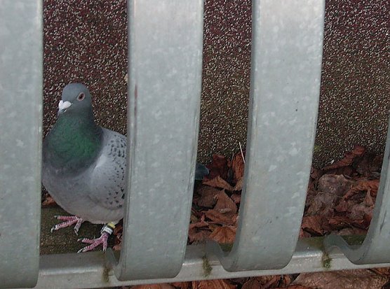 Frierende Taube (Foto: Karl-Heinz Herrmann)