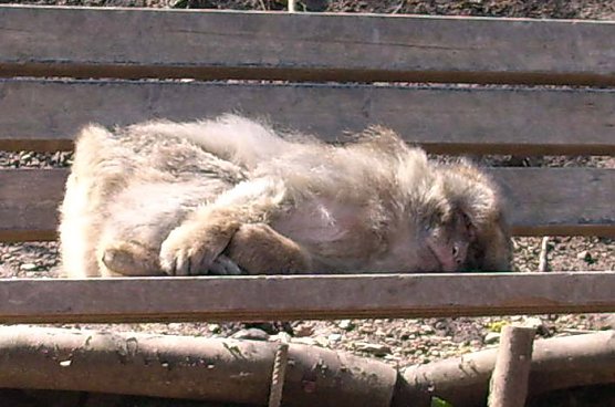 Schlafender Affe (Foto: Karl-Heinz Herrmann) Schlafender Affe (Foto: Karl-Heinz Herrmann)
