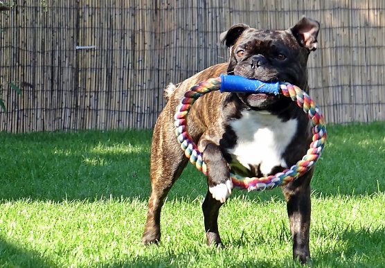 Bullytreffen (Foto: Sandra Witzel)