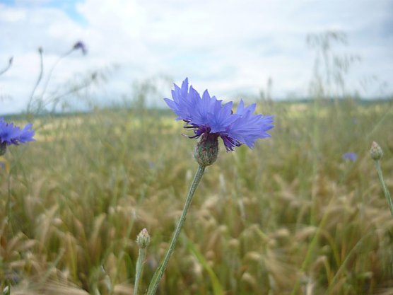 Bei einer gef&uuml;hrten Wanderung beim Bauernmarkt Braunsroda dreht sich alles um die Kr&auml;uterstr&auml;u&szlig;chen... (Foto: Hohe Schrecke)