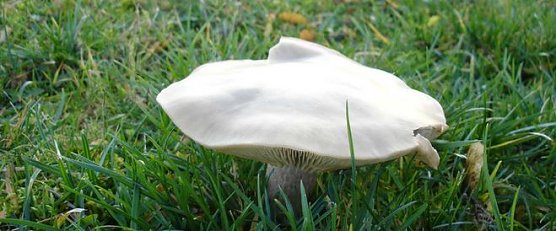 Pilz (Foto: Karl-Heinz Herrmann)