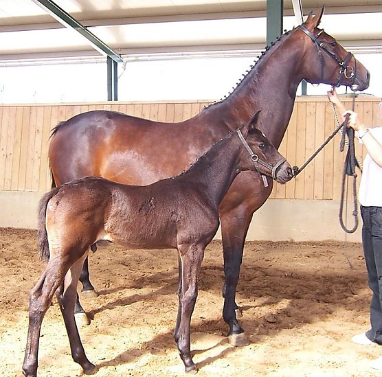 Zentrale Thüringer Fohlenaufnahme 2014 (Foto: Kay Kriese) Zentrale Thüringer Fohlenaufnahme 2014 (Foto: Kay Kriese)