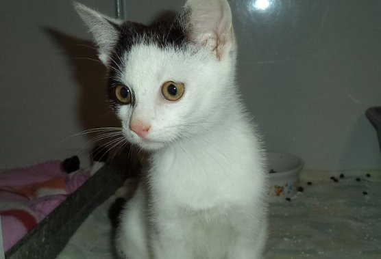 Holger (Foto: C. Knust) Holger (Foto: C. Knust)