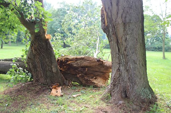 Von wegen nur Sturmschaden! (Foto: Karl-Heinz Herrmann) Von wegen nur Sturmschaden! (Foto: Karl-Heinz Herrmann)
