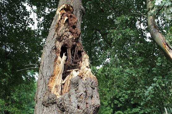 Muss etwas getan werden? (Foto: Karl-Heinz Herrmann)