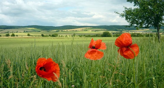 Getreidefeld mit Mohnblumen in der Hohen Schrecke (Foto: privat)