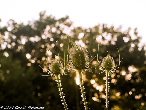 Wetter-Bild (Foto: Gernot Thelemann) Wetter-Bild (Foto: Gernot Thelemann)