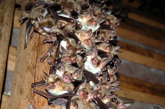 Mausohren (Foto: K. - H. Bickmeier) Mausohren (Foto: K. - H. Bickmeier)