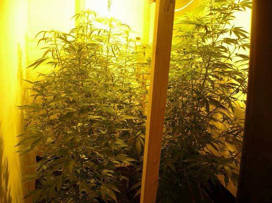 Cannabisanbau im Kleingarten (Foto: Polizeiinspektion Kyffhäuser) Cannabisanbau im Kleingarten (Foto: Polizeiinspektion Kyffhäuser)
