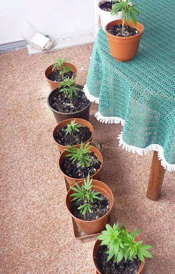 Cannabisanbau im Kleingarten (Foto: Polizeiinspektion Kyffhäuser) Cannabisanbau im Kleingarten (Foto: Polizeiinspektion Kyffhäuser)