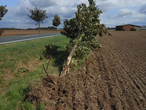 Alleebäume haben viele Aufgaben (Foto: NABU Kyffhäuserkreis) Alleebäume haben viele Aufgaben (Foto: NABU Kyffhäuserkreis)