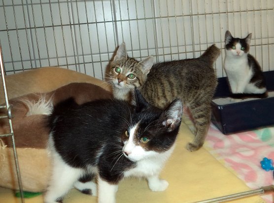 Dreierpack im Tierheim (Foto: C. Knust)