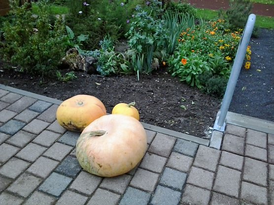 Neues aus dem Schulgarten (Foto: Karl-Heinz Herrmann)