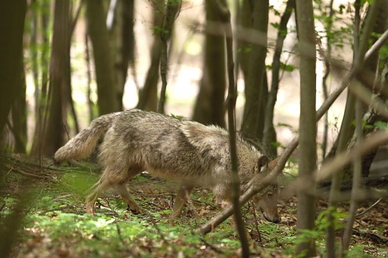 Die W&ouml;lfin bei Ohrdruf (Foto: S. B&ouml;ttner / NABU Th&uuml;ringen Landesarbeitsgruppe Wolf)