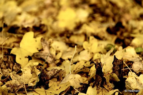 Wetter-Bild (Foto: Gernot Thelemann) Wetter-Bild (Foto: Gernot Thelemann)